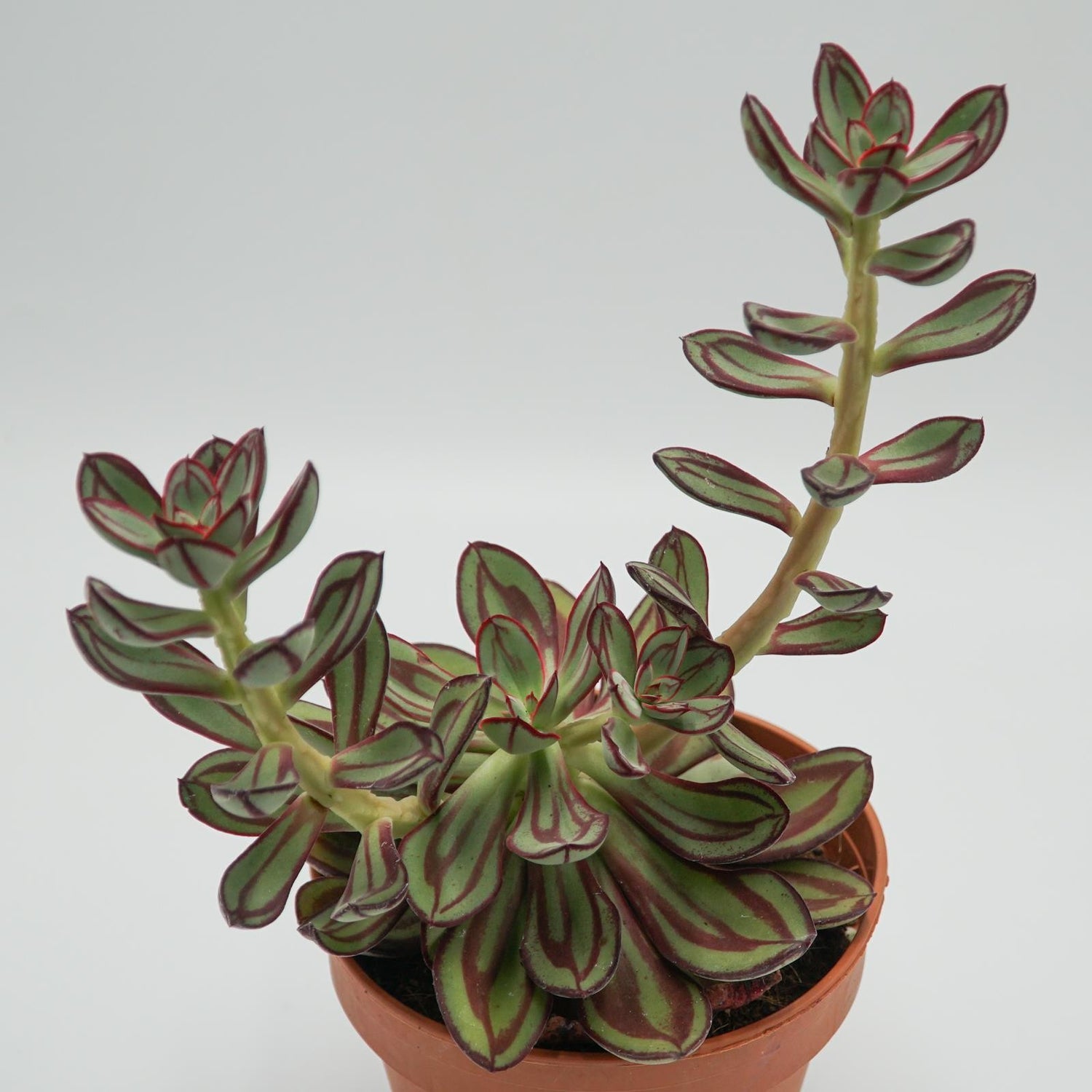 Echeveria nodulosa - 14cm
