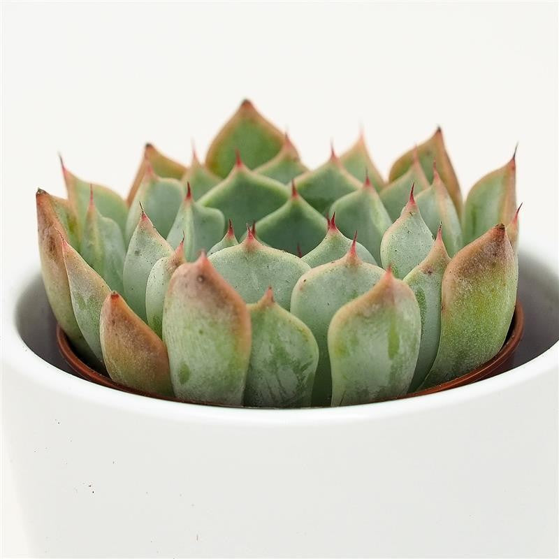 Echeveria Norma - 5,5cm
