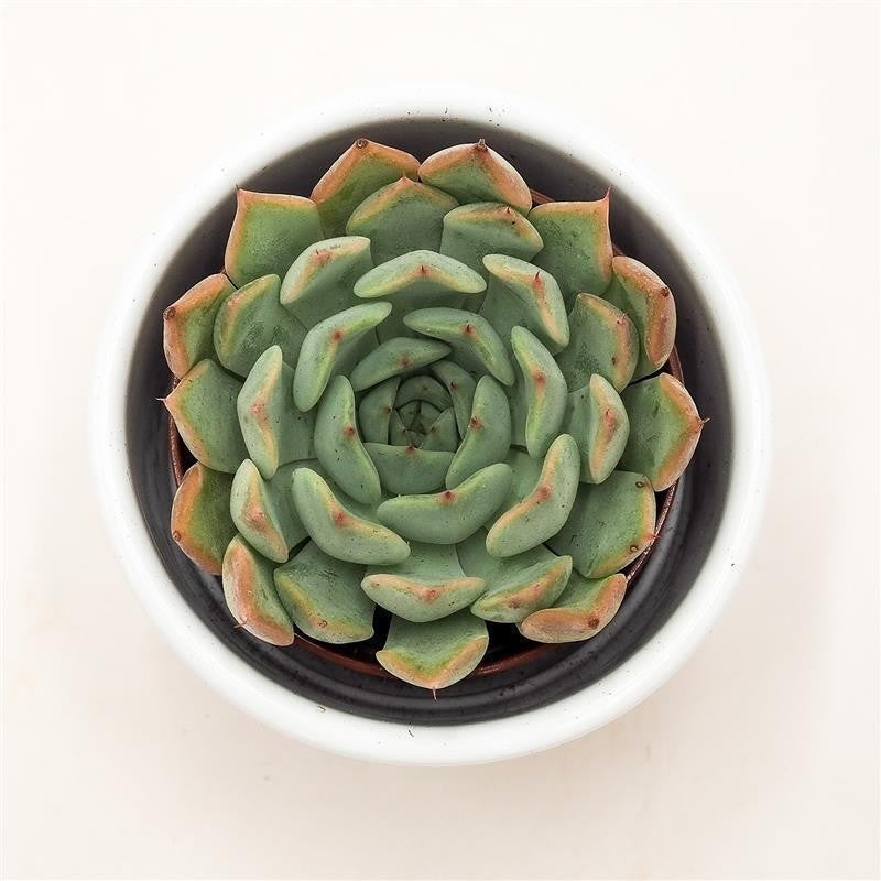 Echeveria Norma - 5,5cm