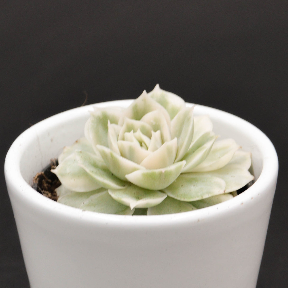 Echeveria Onslow f. variegata - 6cm