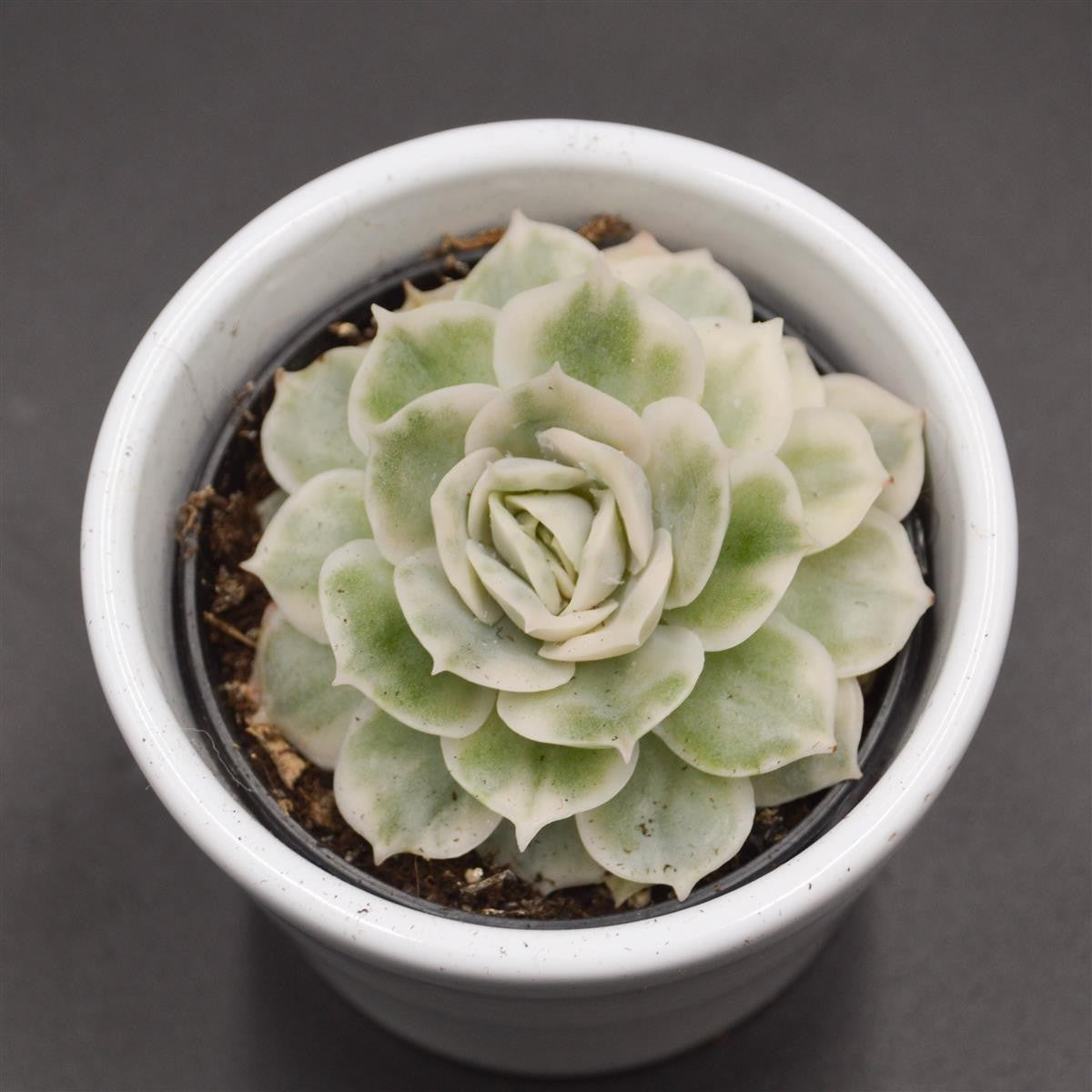 Echeveria Onslow f. variegata - 6cm
