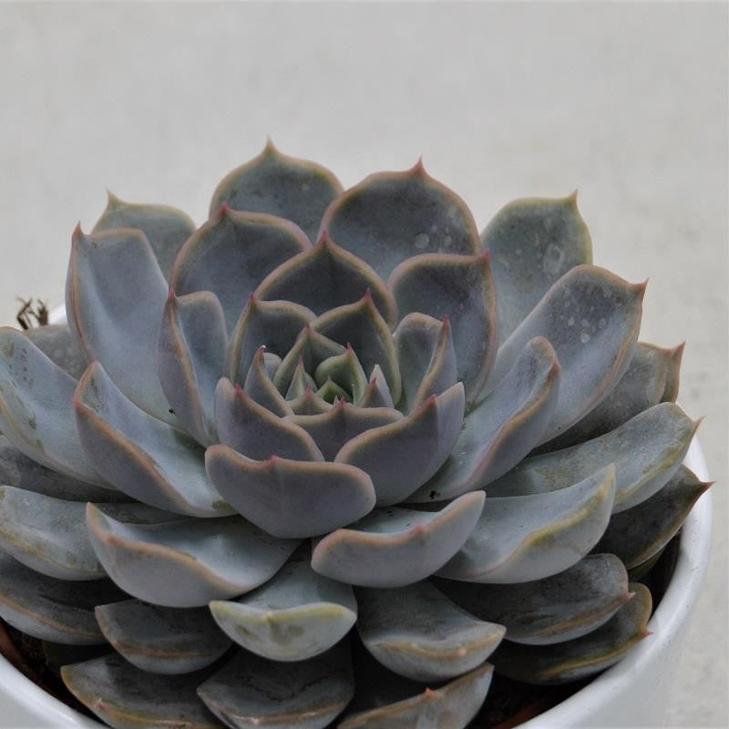 Echeveria Orion - 10,5cm