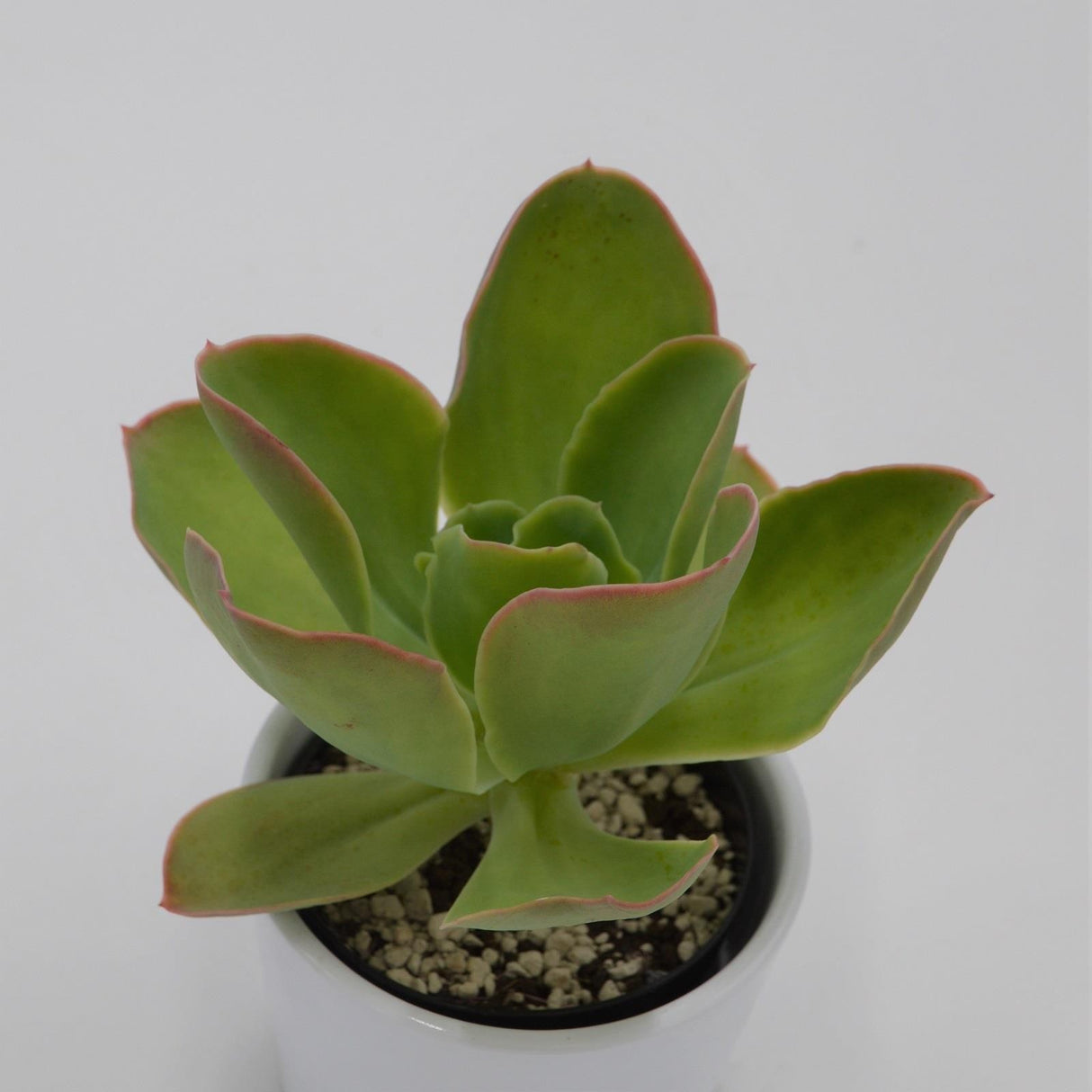 Echeveria pallida - 9cm