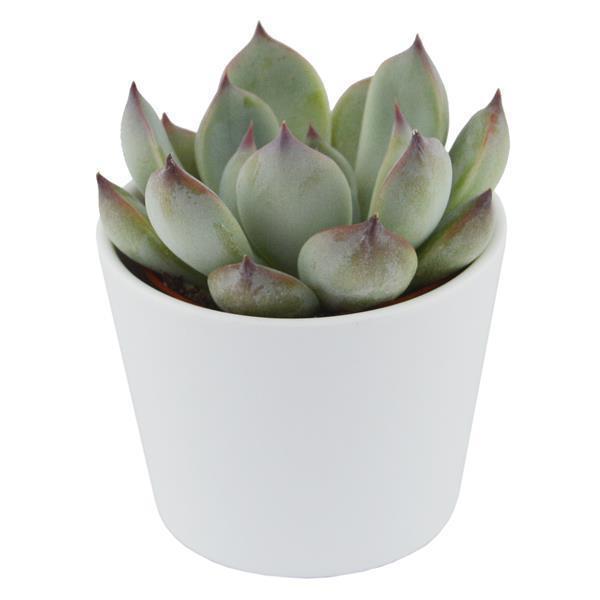 Enchanté Echeveria, 10 Stück