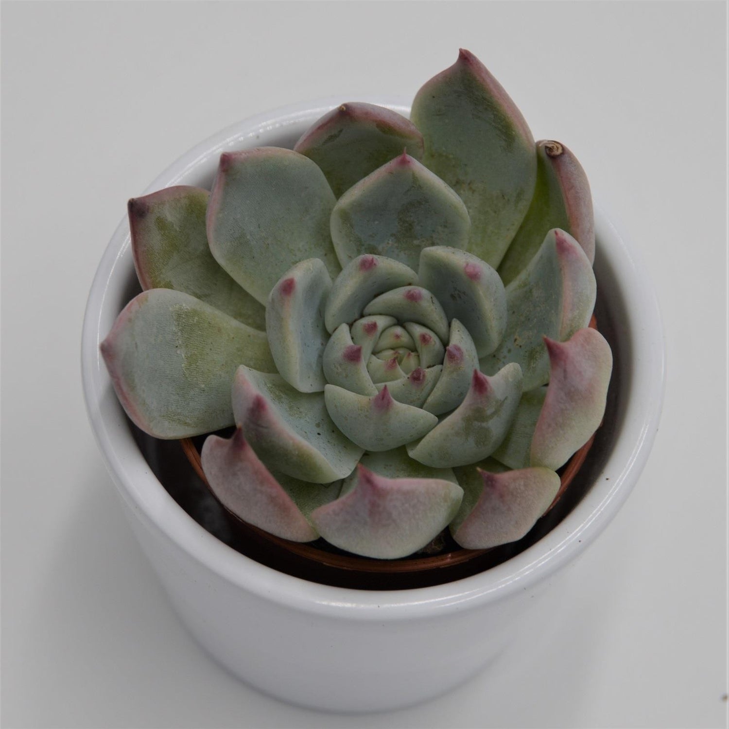 Echeveria parva Beatrice - 6cm