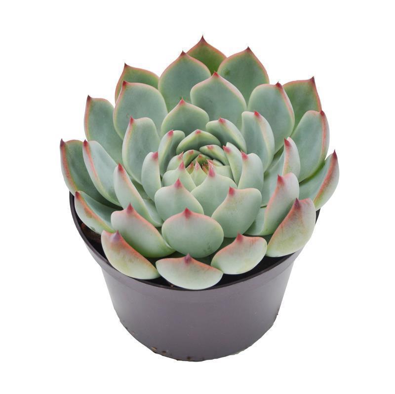 Echeveria parva Beatrice - 10,5cm