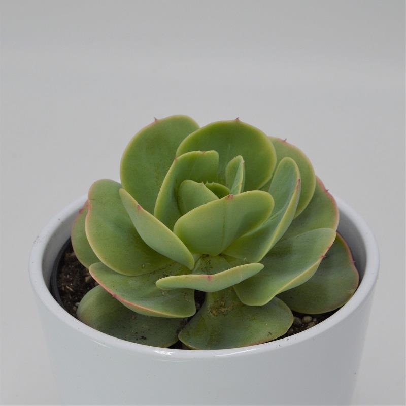 Echeveria Green Spoon - 12cm