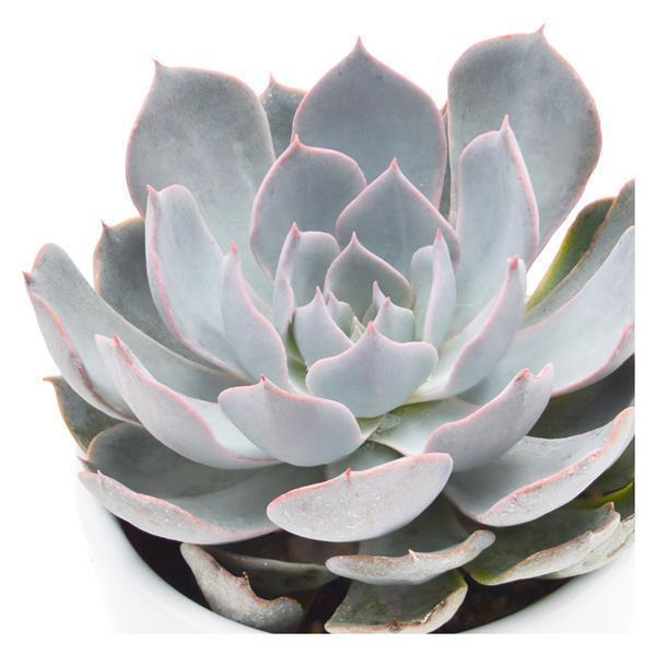 Echeveria peacockii - 5,5cm