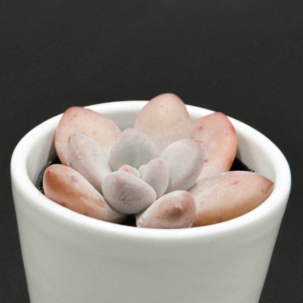 Echeveria Perfume- 6cm