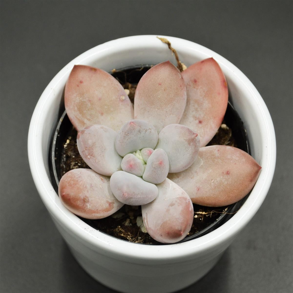 Echeveria Perfume- 6cm