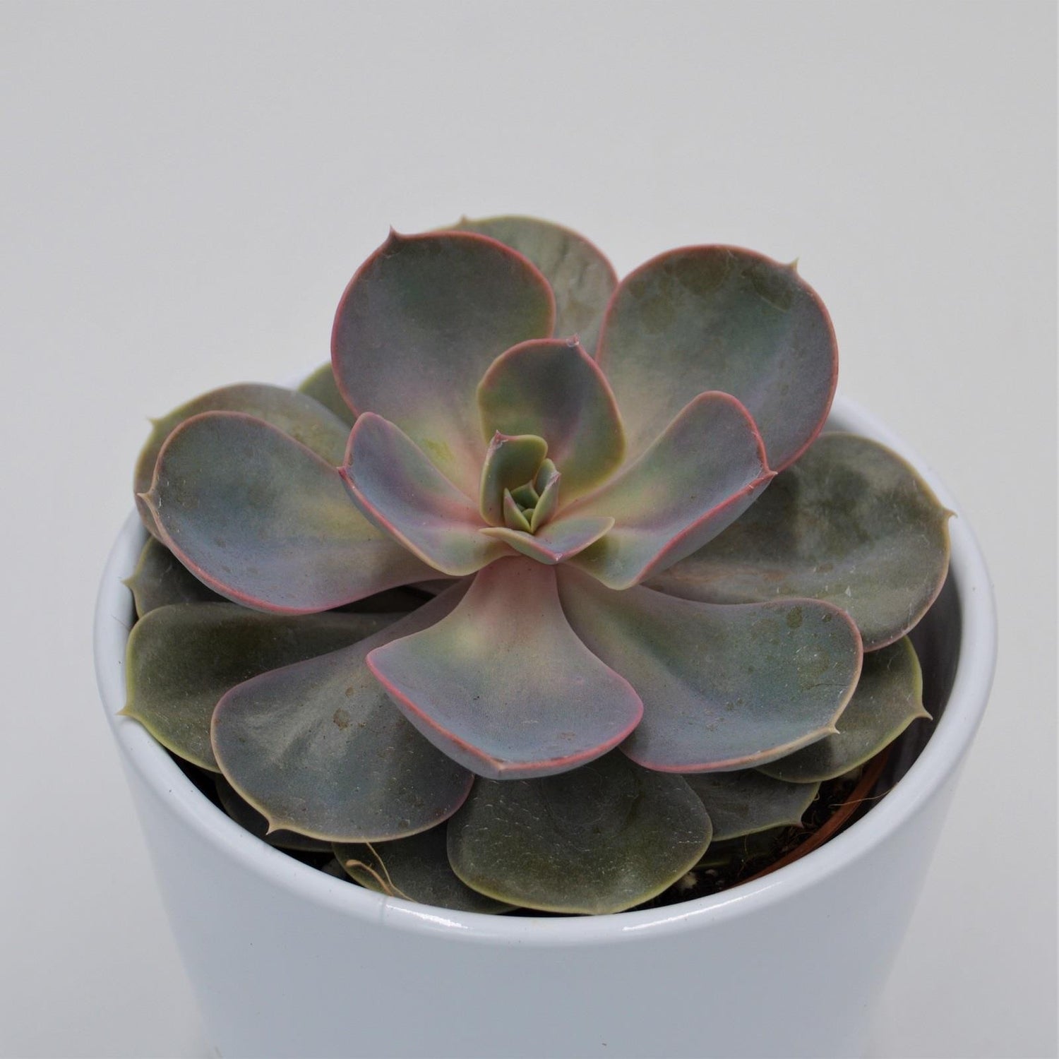 Echeveria Perle von Nürnberg - 10,5cm