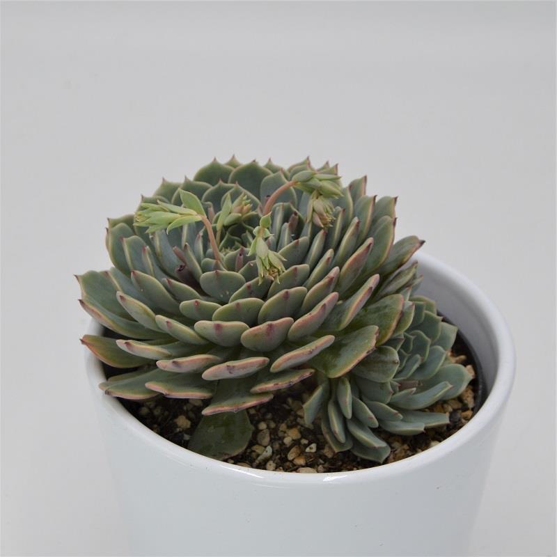Echeveria Pinwheel - 10,5cm