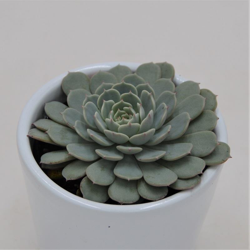 Echeveria Pinwheel - 6cm