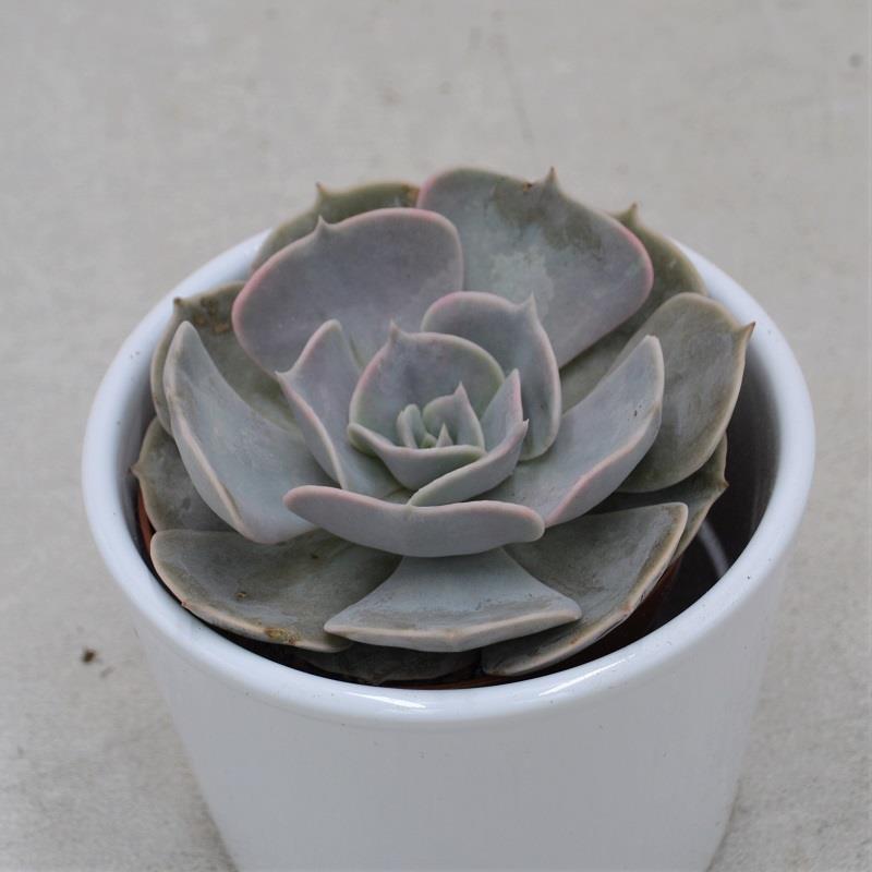 Echeveria Pollux - 8,5cm