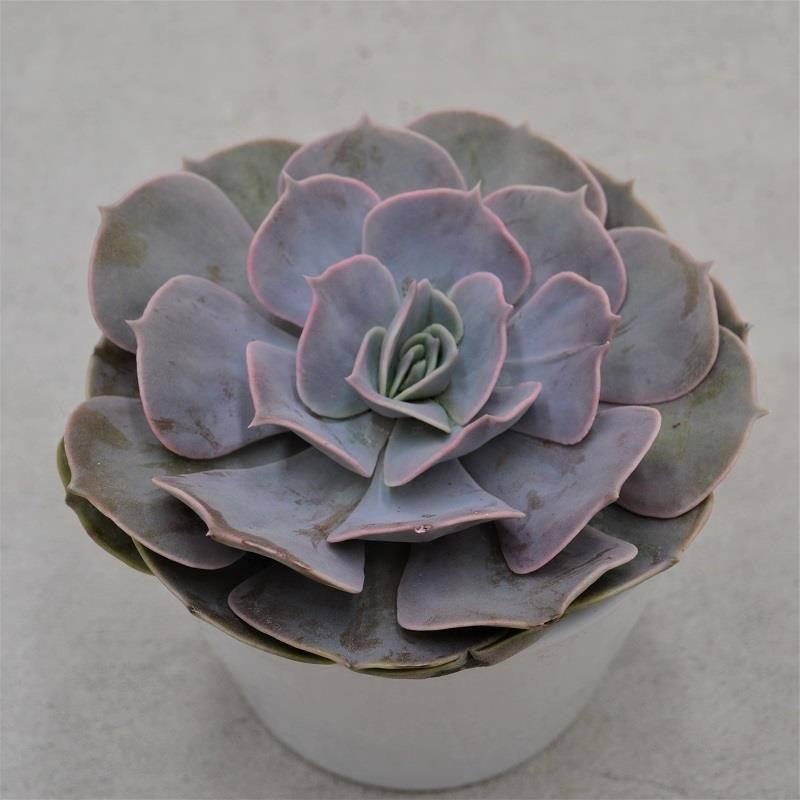 Echeveria Pollux - 12cm