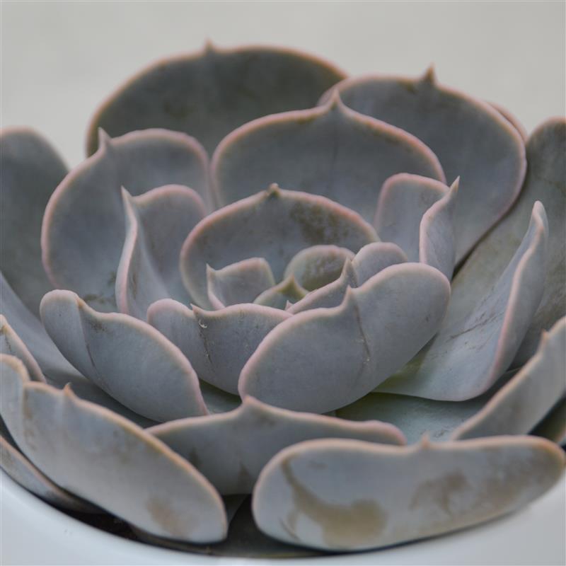 Echeveria Pollux - 10,5cm