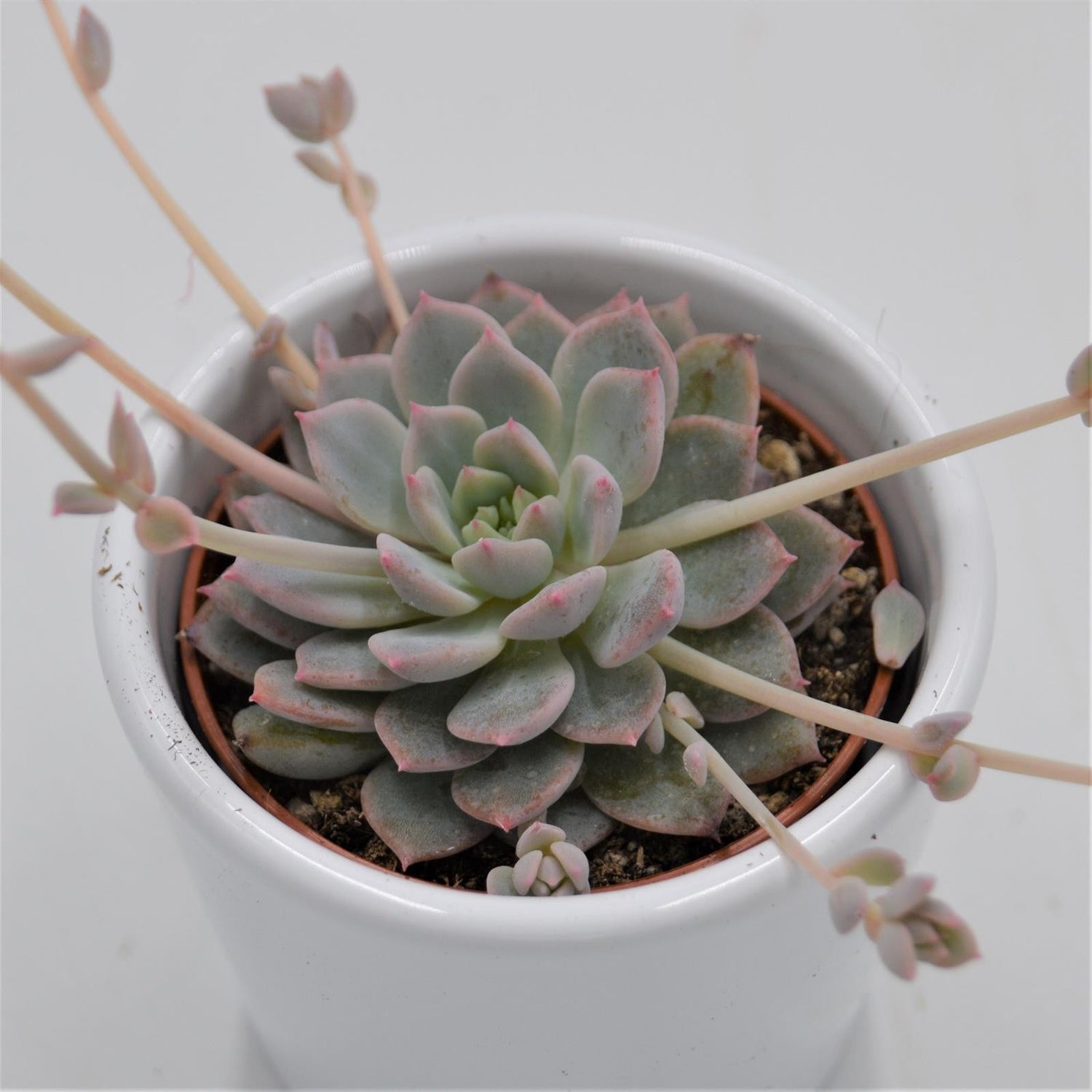 Echeveria prolifica - 6cm