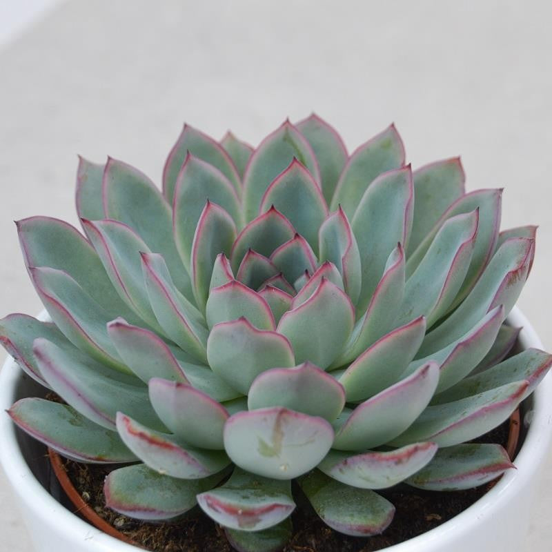 Echeveria pulidonis - 10,5cm