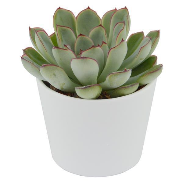 Enchanté Echeveria, 10 Stück