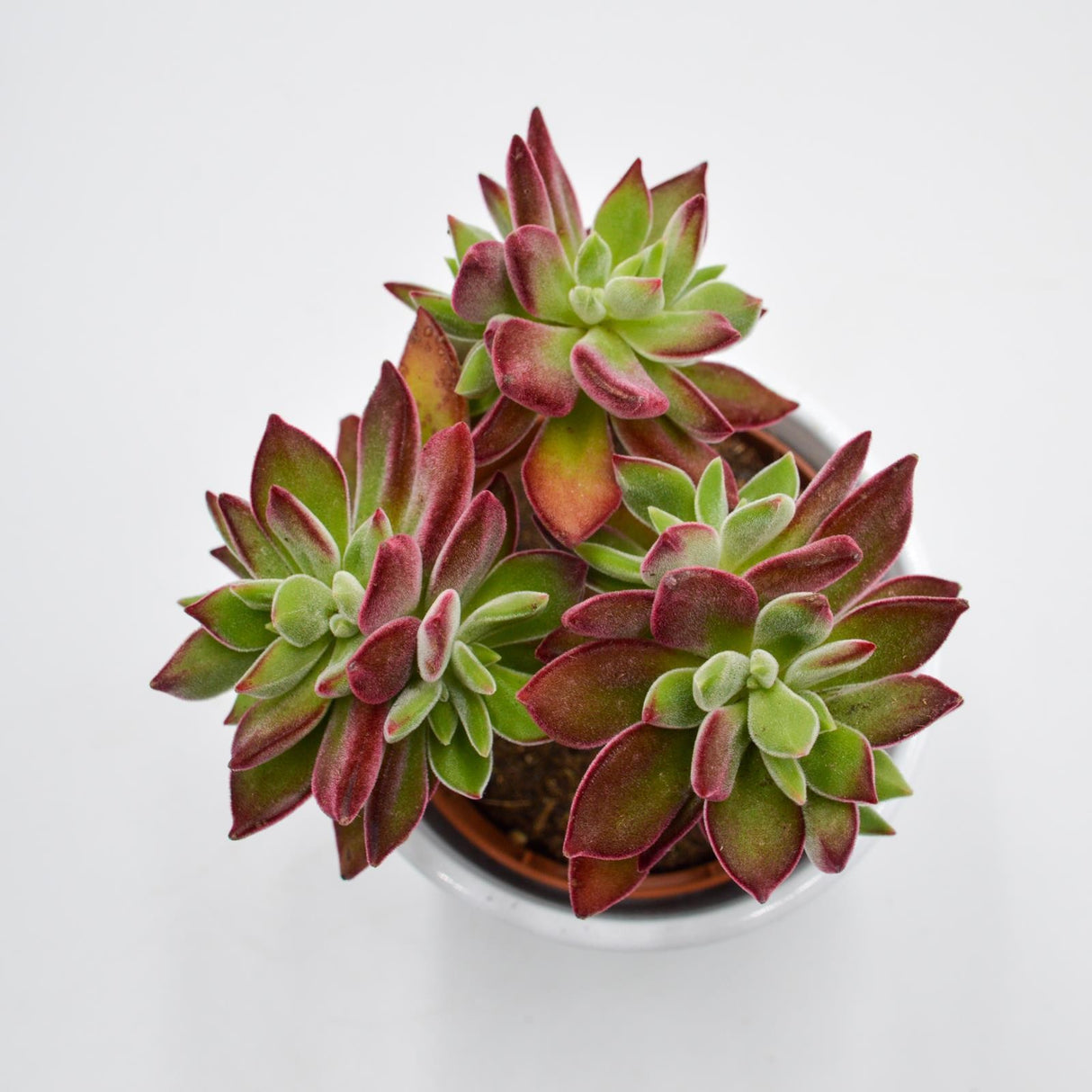 Echeveria Pulvinata Devotion - 8,5cm