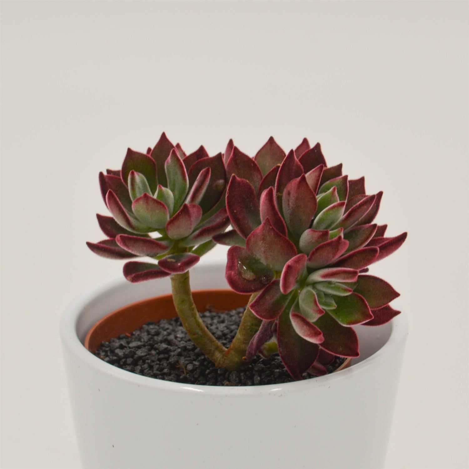 Echeveria Pulvinata Devotion - 8,5cm