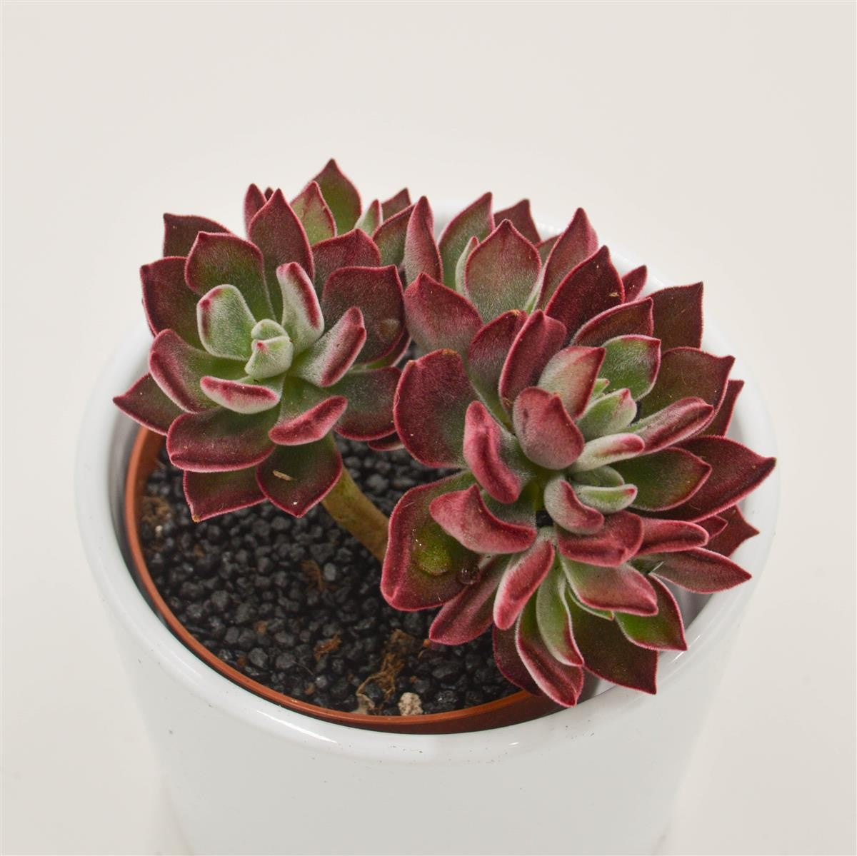 Echeveria Pulvinata Devotion - 8,5cm