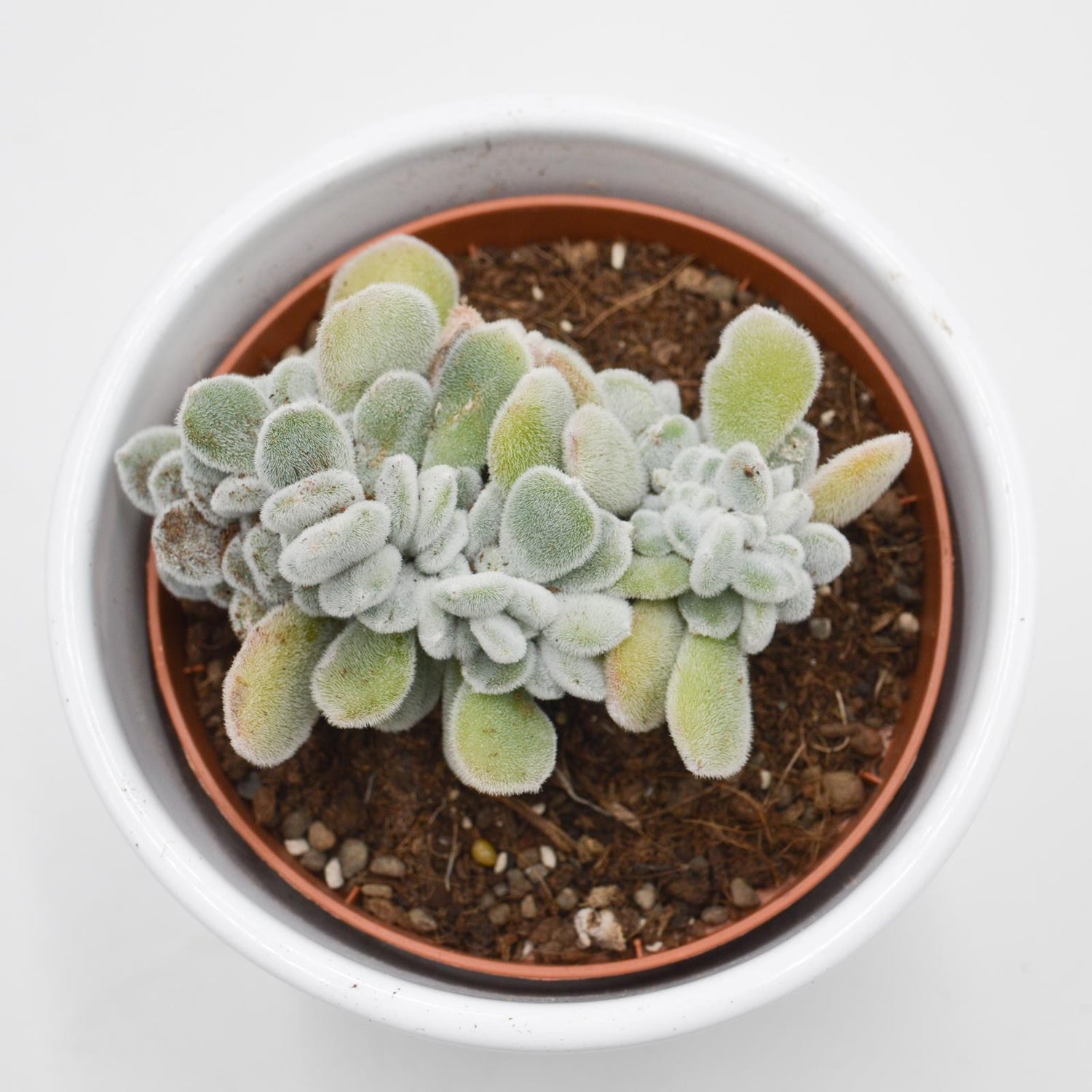 Echeveria pulvinata Frosty f. cristata - 9cm