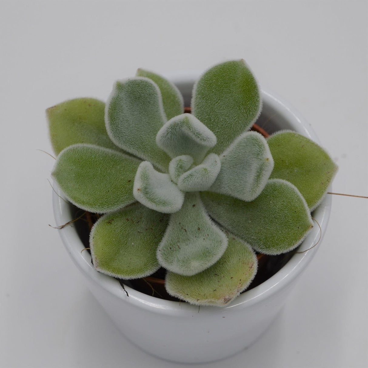Echeveria pulvinata Frosty - 5,5cm