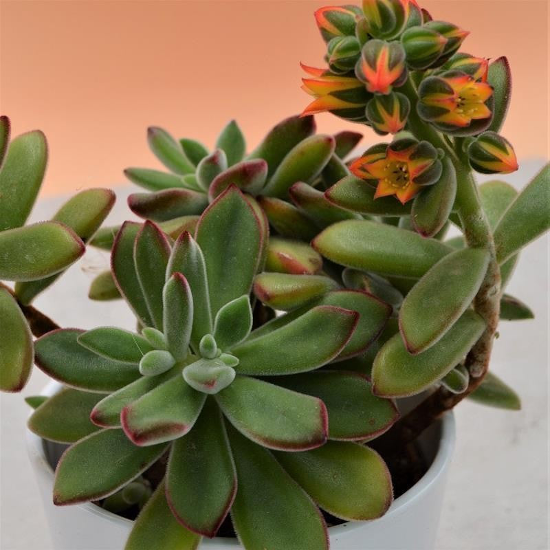 Echeveria pulvinata - 10,5cm
