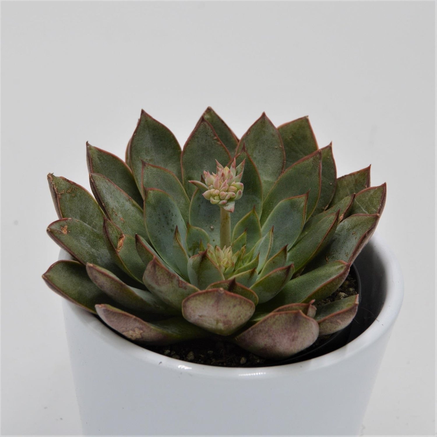 Echeveria Punita - 9cm