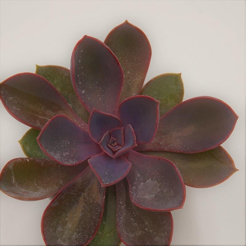Echeveria Purple Pearl - 6cm