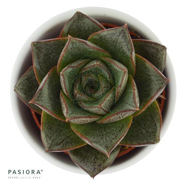 Echeveria purpusorum Dionysos - 6cm