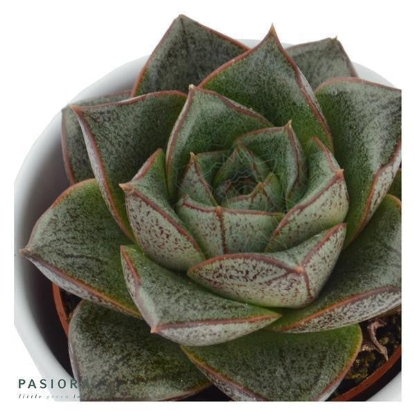 Echeveria purpusorum Dionysos - 6cm