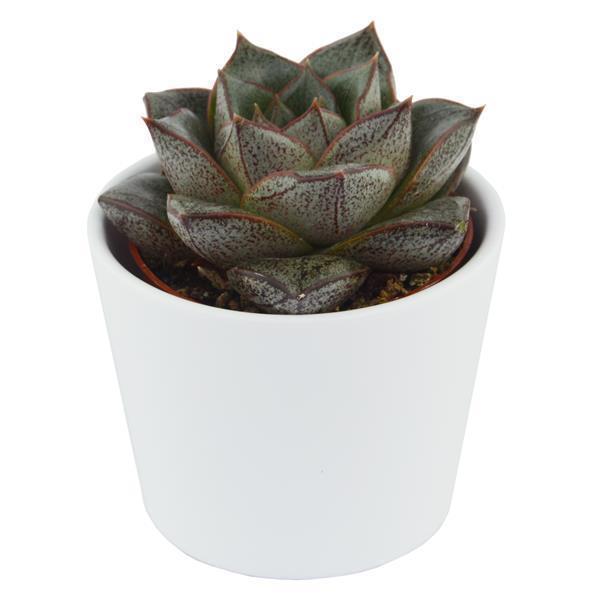 Echeveria purpusorum Dionysos - 6cm