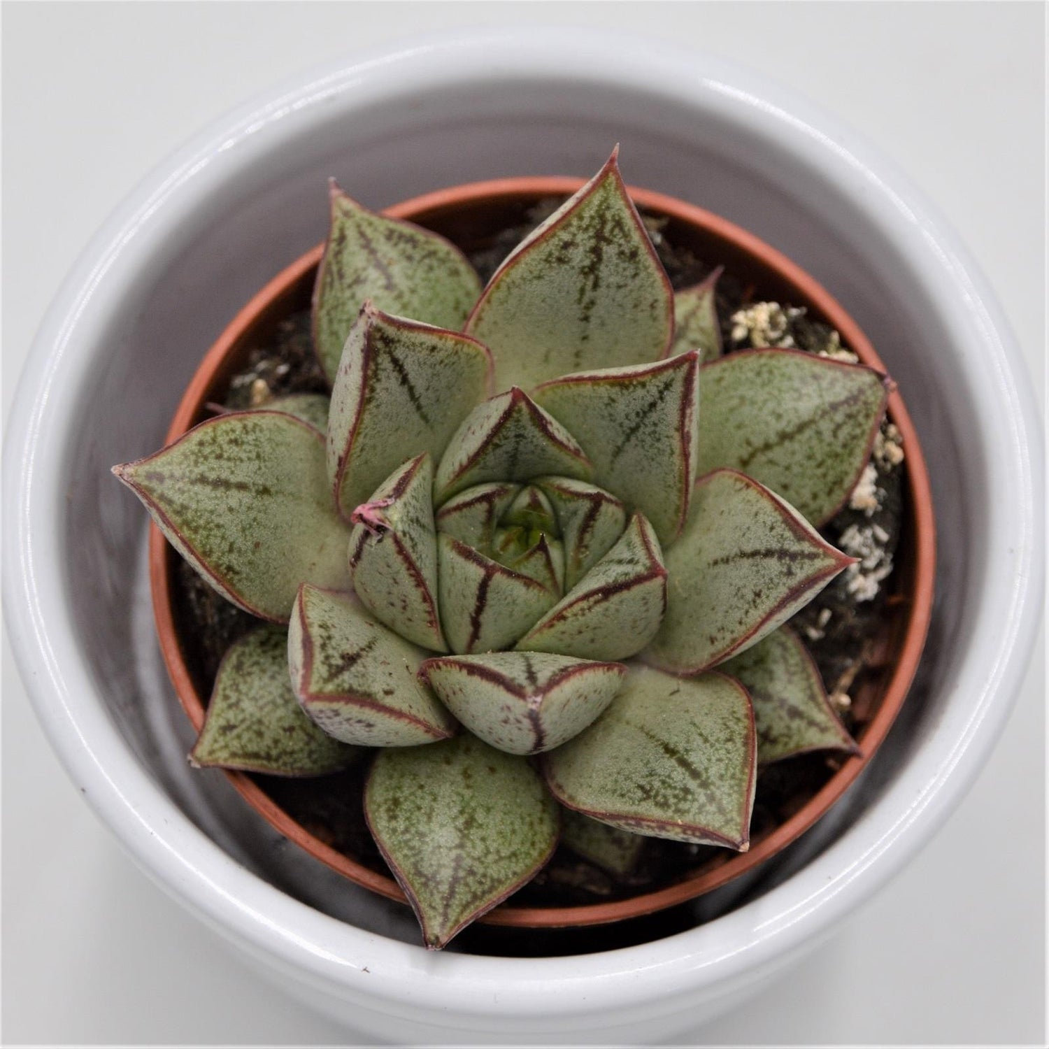 Echeveria purpusorum White Form - 5,5cm