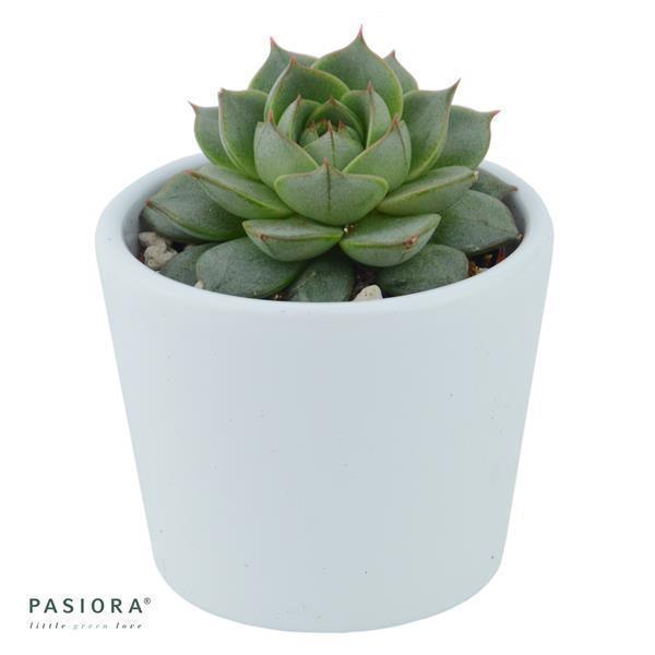 Enchanté Echeveria, 10 Stück