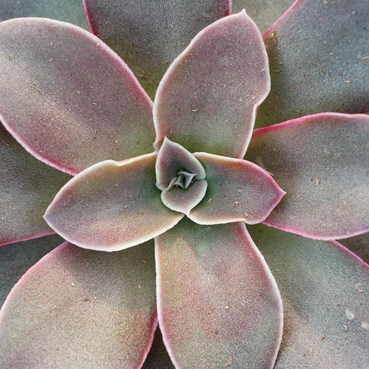 Echeveria racemosa - 6cm