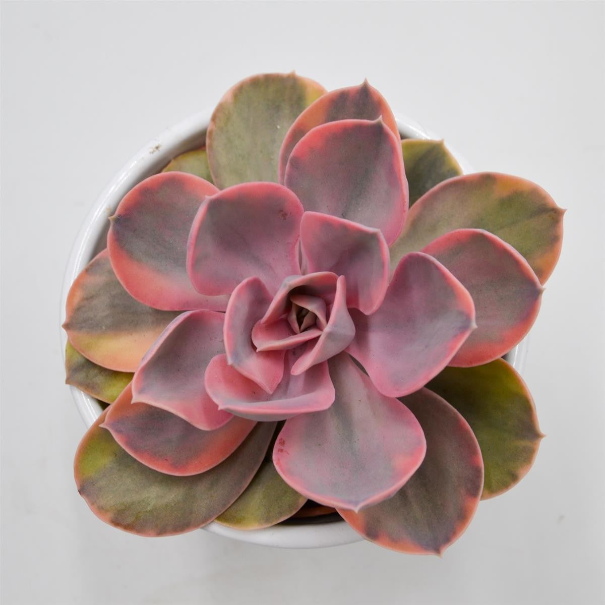 Echeveria Rainbow - 10,5cm