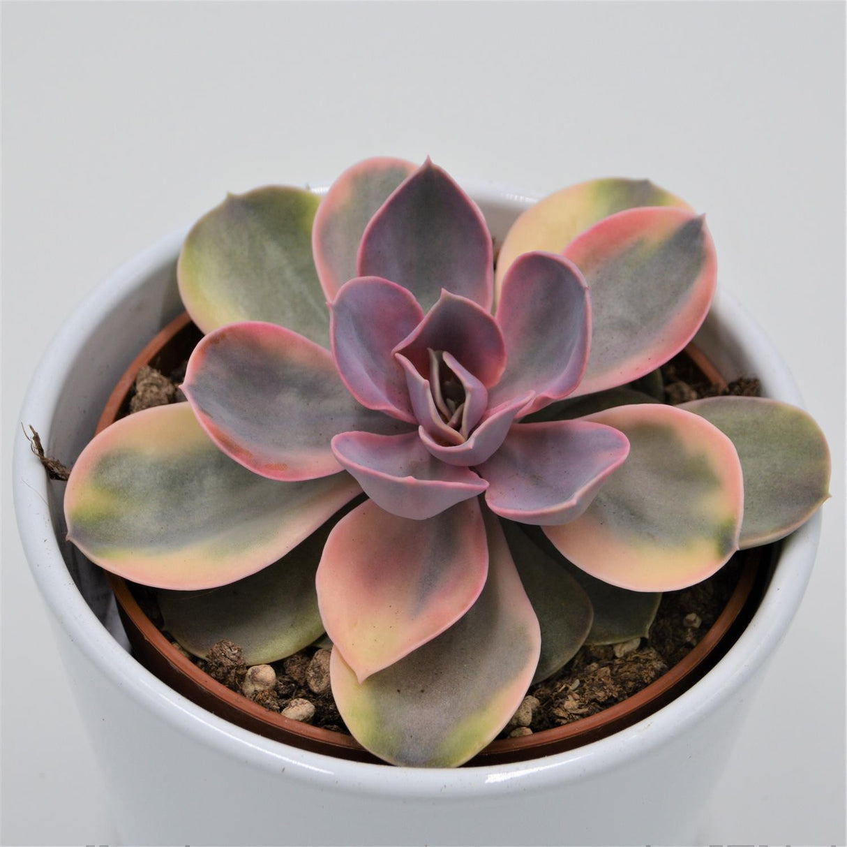 Echeveria Rainbow - 10,5cm