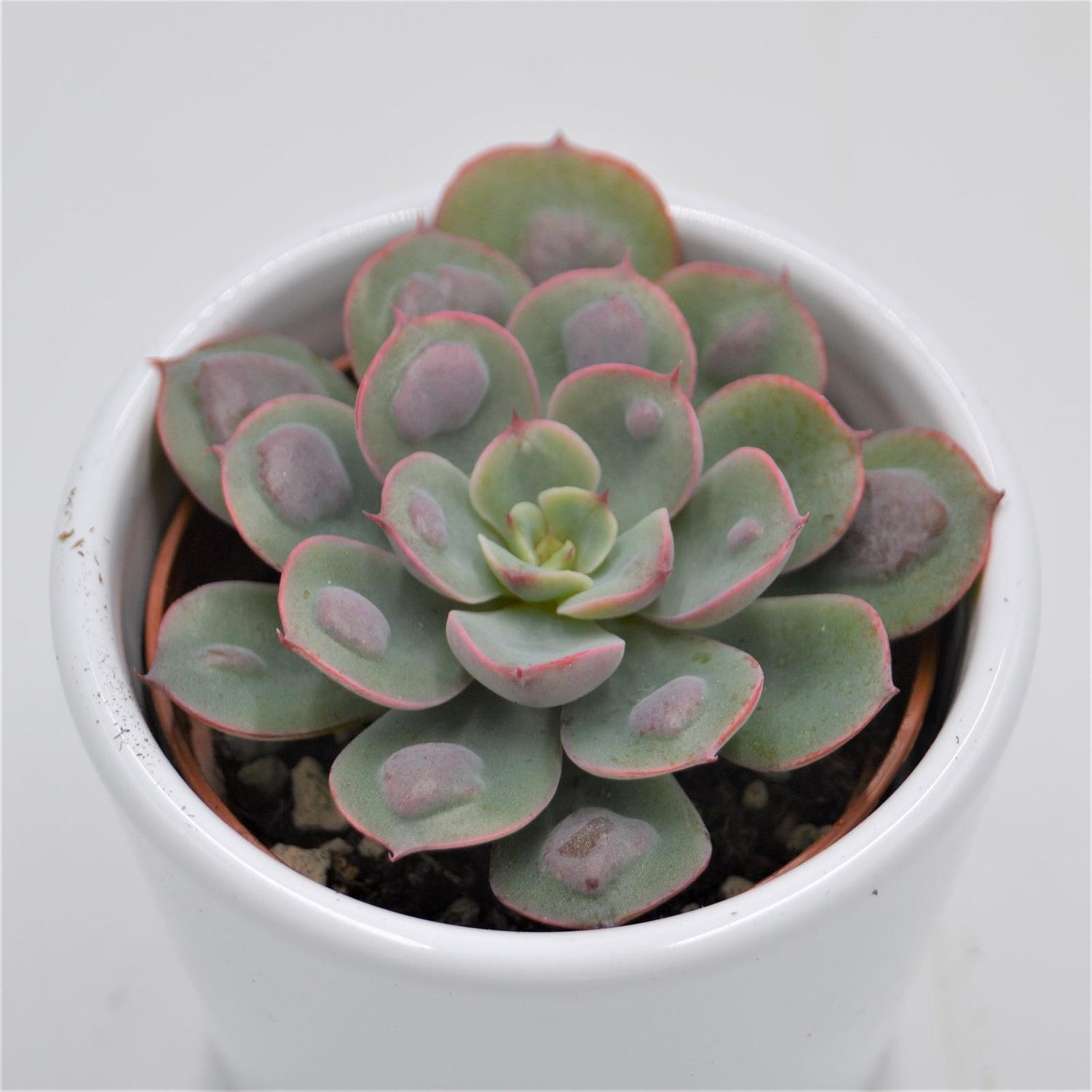 Echeveria Raindrop - 6cm