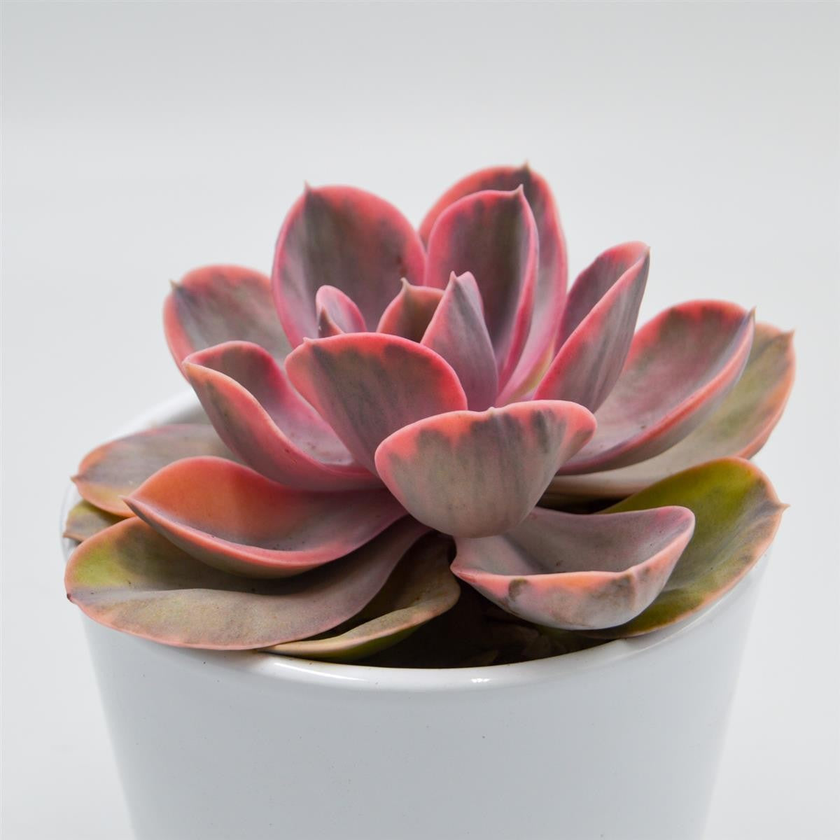 Echeveria Rainbow - 10,5cm