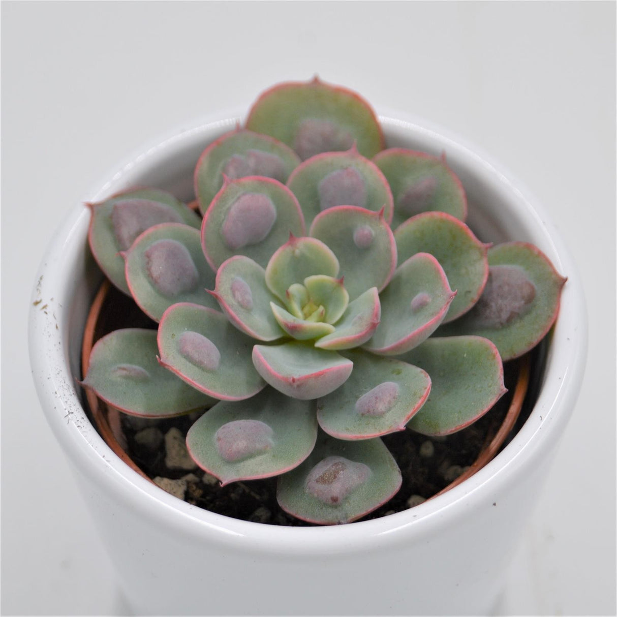 Echeveria Raindrop - 6cm