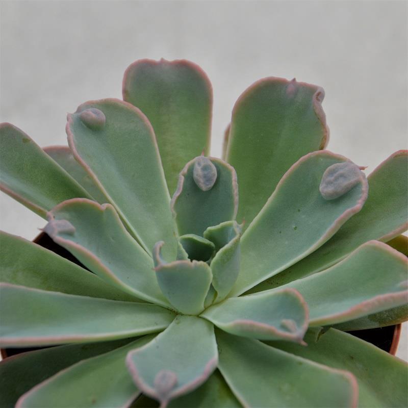 Echeveria Raindrop - 9cm