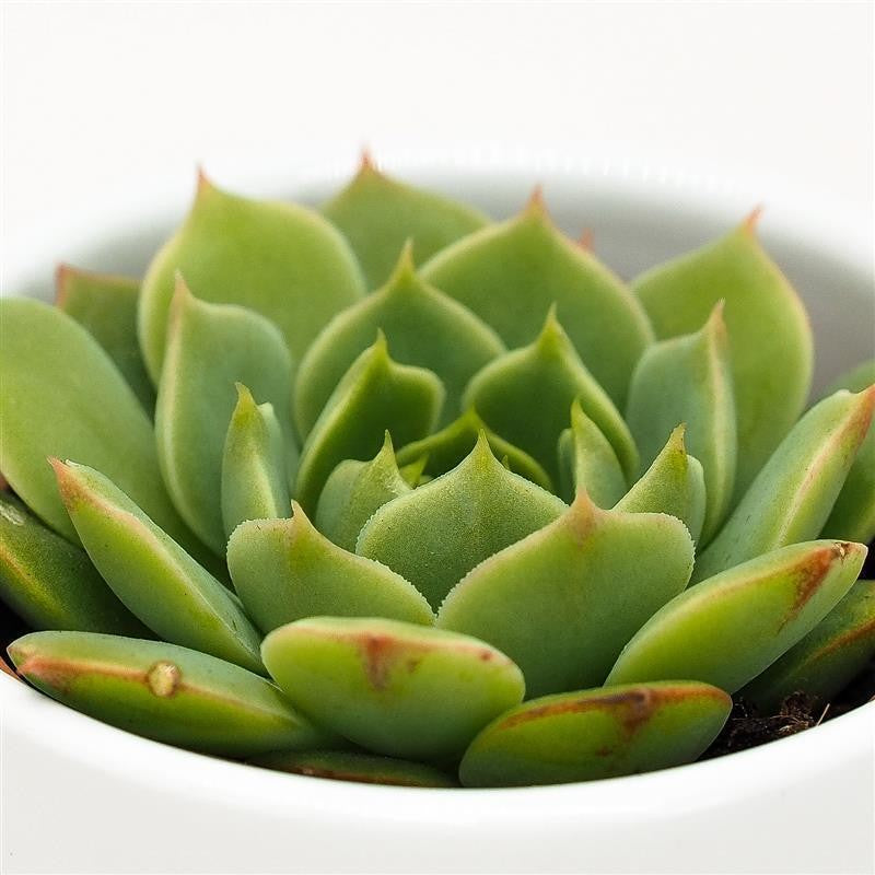 Echeveria Ramilette - 5,5cm