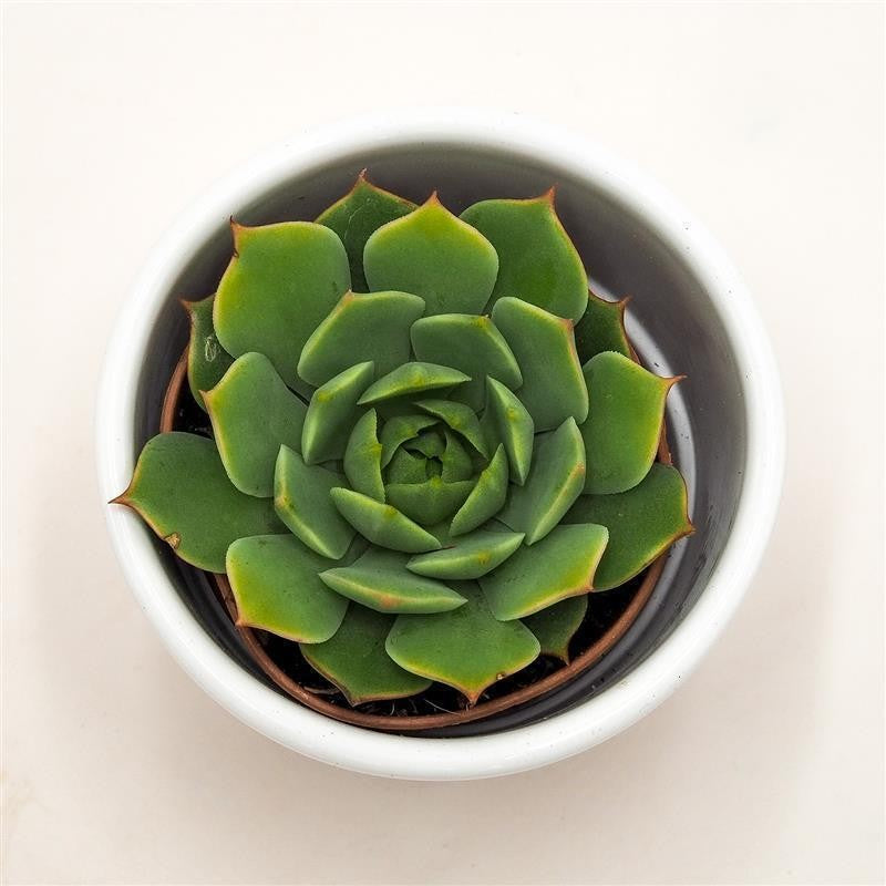 Echeveria Ramilette - 5,5cm
