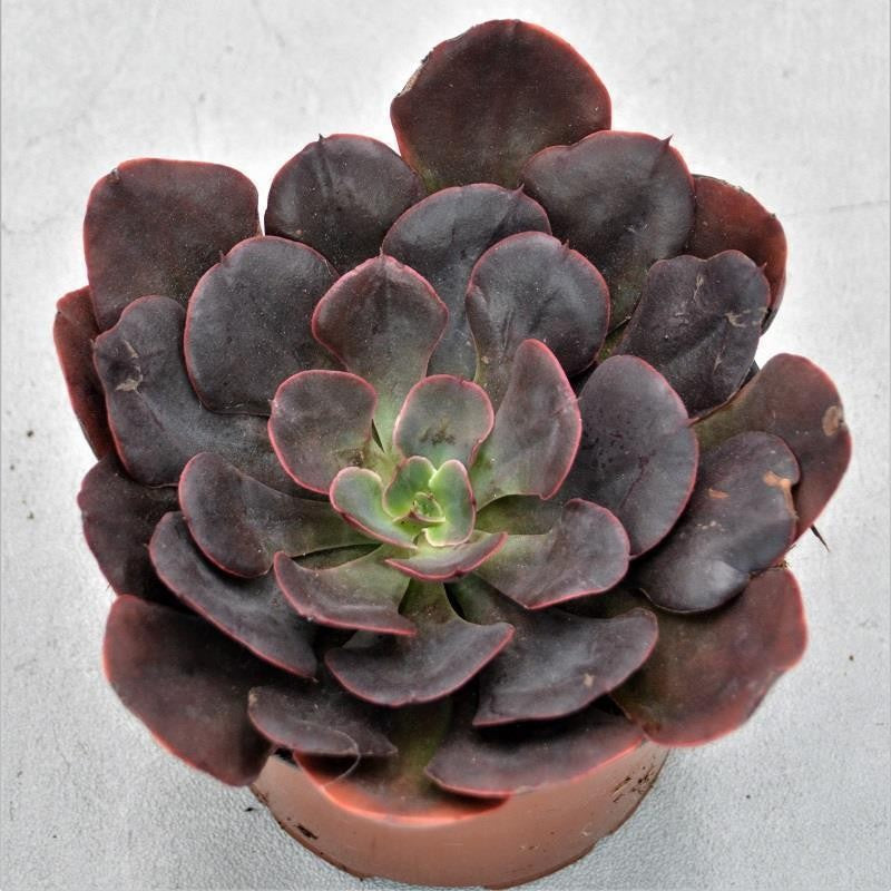 Echeveria Red Prince - 13cm