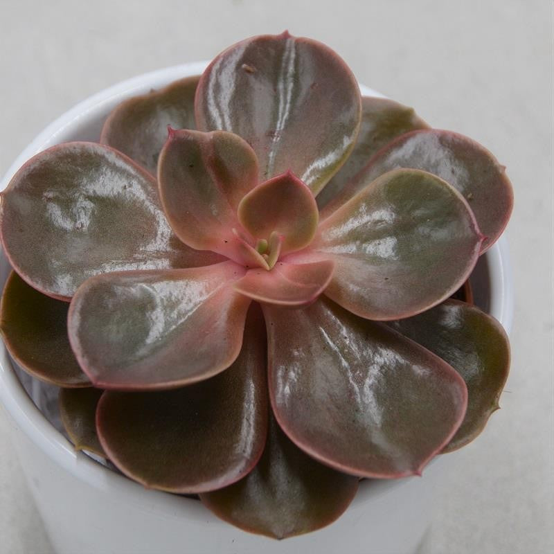 Echeveria Red Ruby - 8,5cm