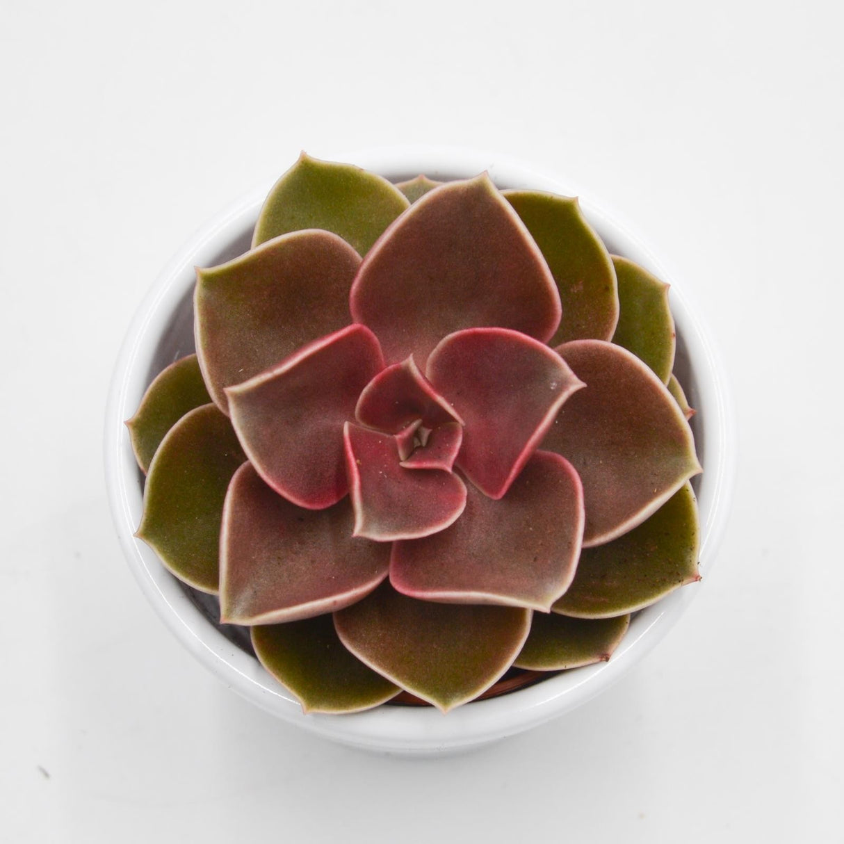 Echeveria Red Ruby - 5,5cm