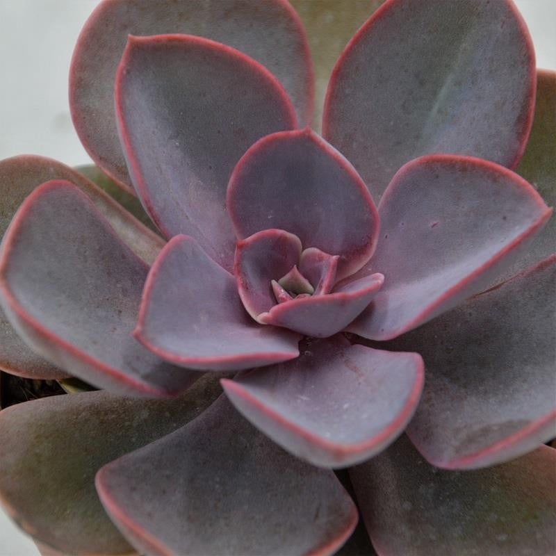 Echeveria Purple Pearl - 10,5cm