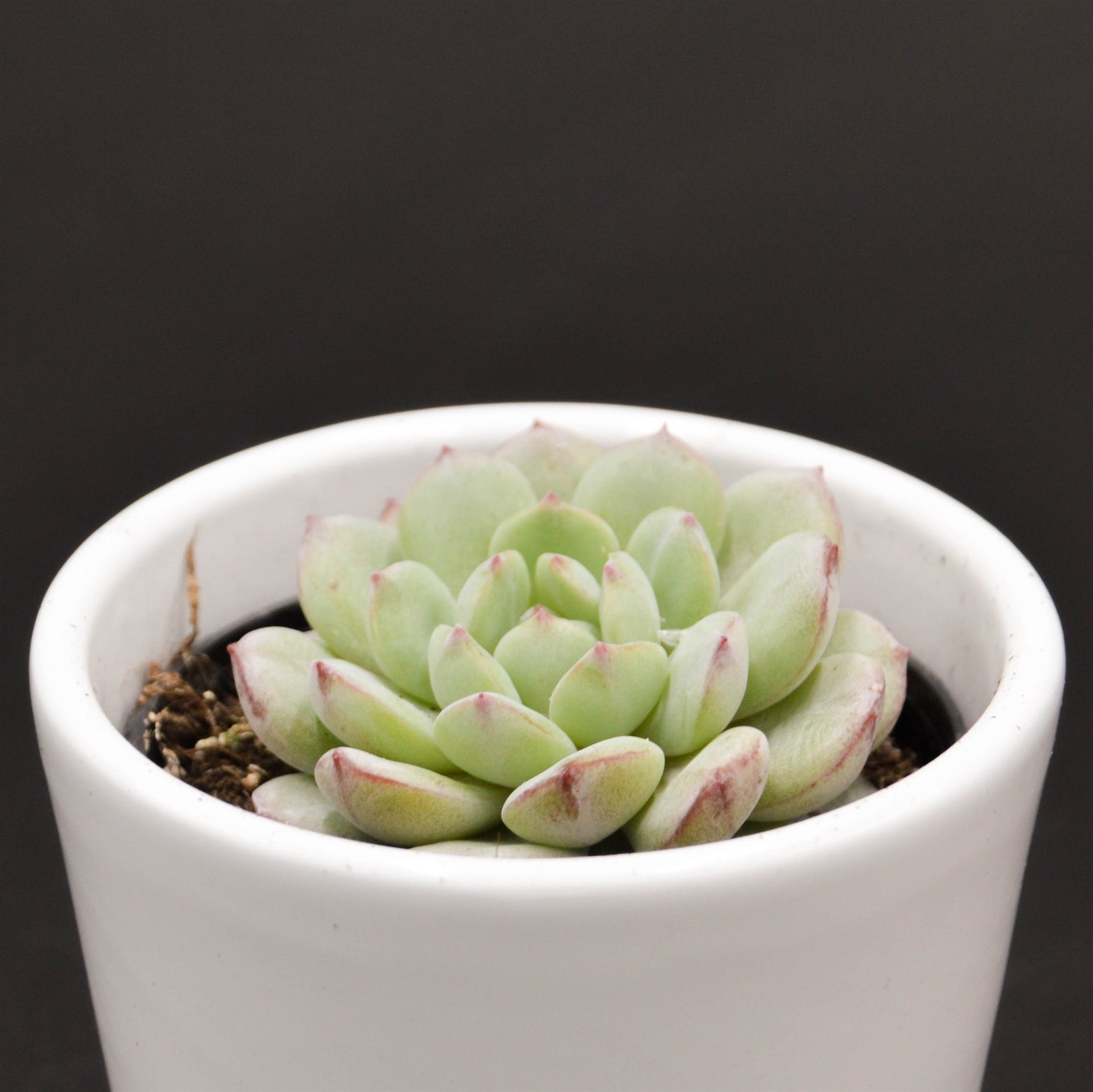 Echeveria Red Snow - 6cm